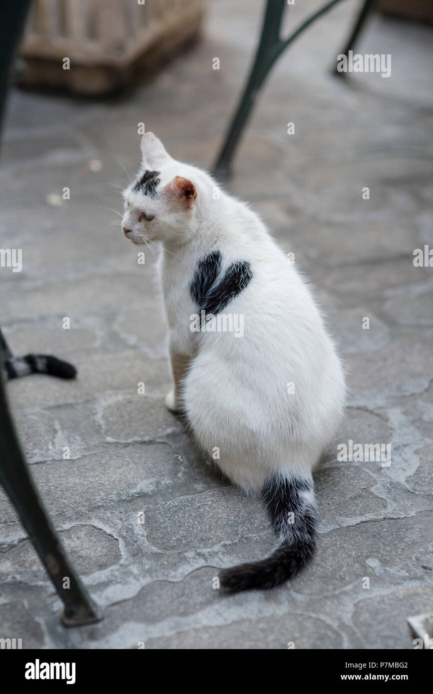 Un lindo gato blanco con un corazón negro de lado sentado en un café esperando las salidas de mano. Foto de stock