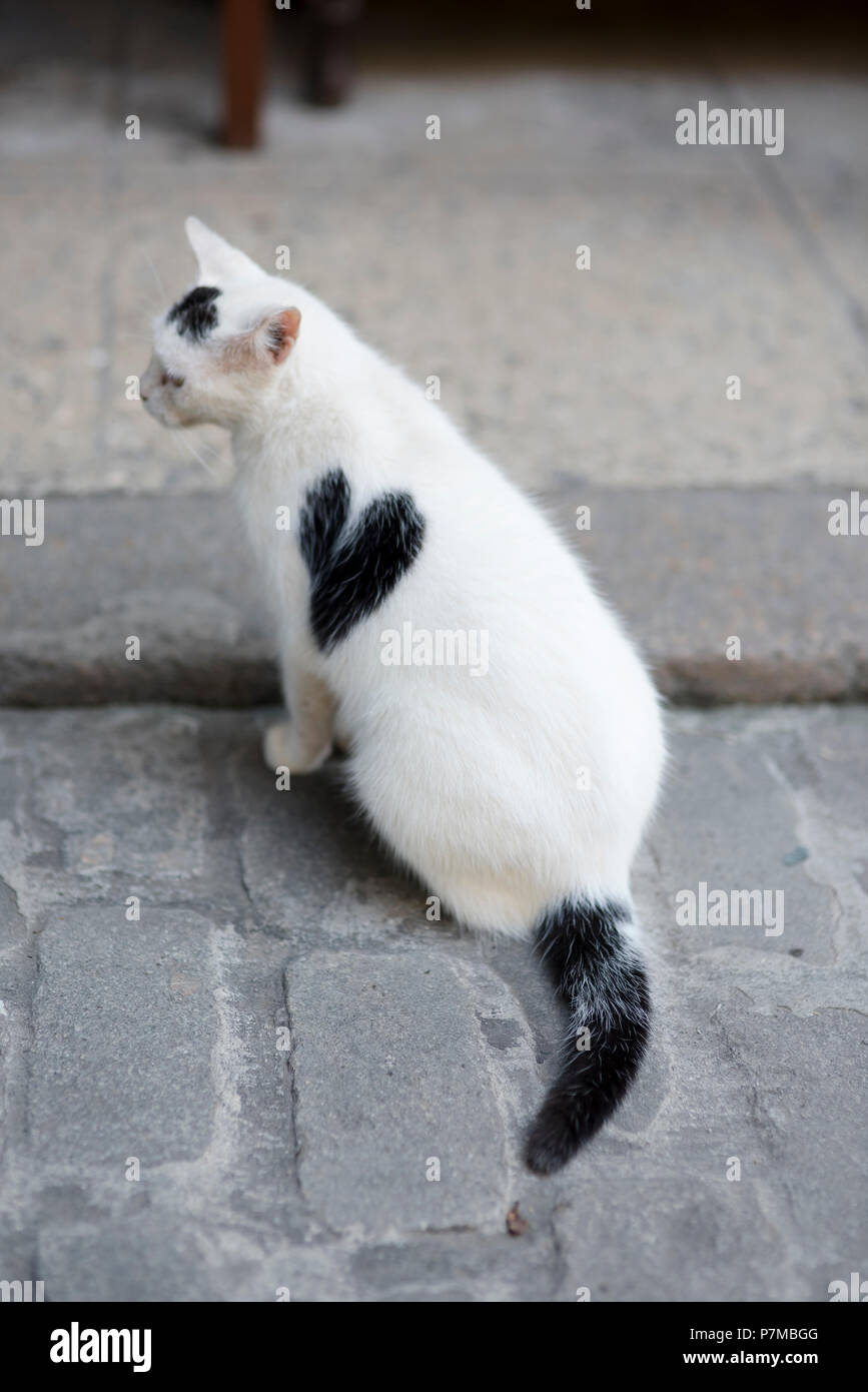 Un lindo gato blanco con un corazón negro de lado sentado en un café esperando las salidas de mano. Foto de stock