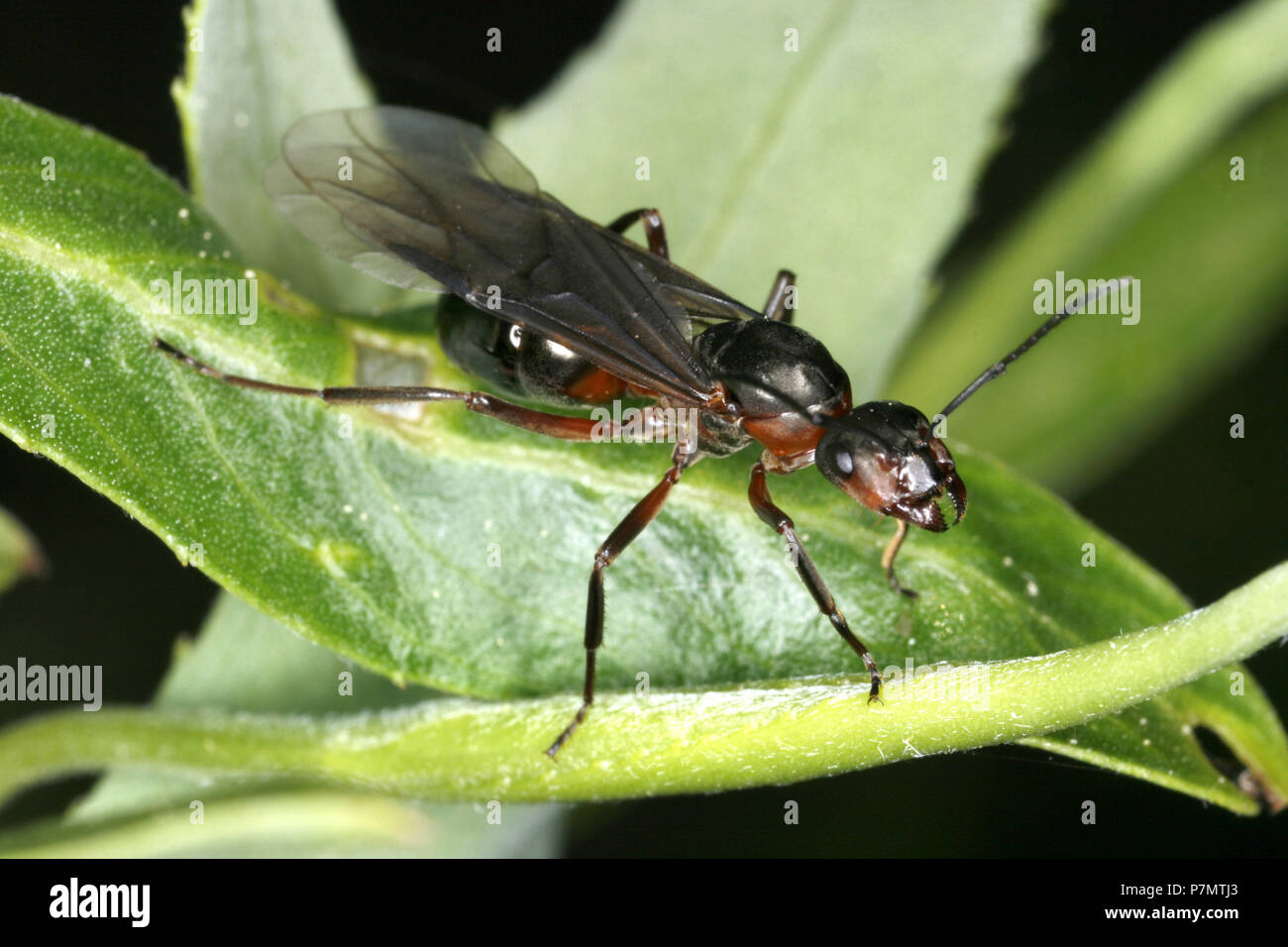 Reina de la hormiga hormiga de madera roja europea (Formica polyctena) Foto de stock