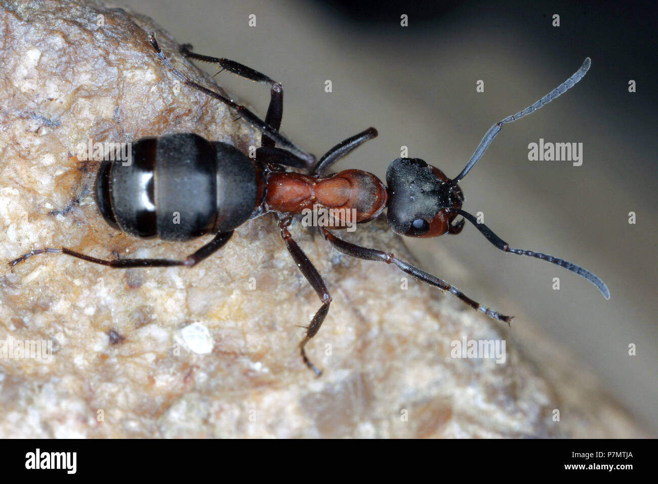 Trabajador de la hormiga hormiga de madera roja europea (Formica polyctena) Foto de stock