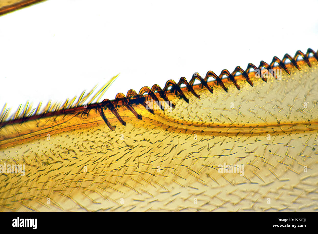Ganchos de la aleta caudal de avispa alemana (Vespula germanica) Foto de stock
