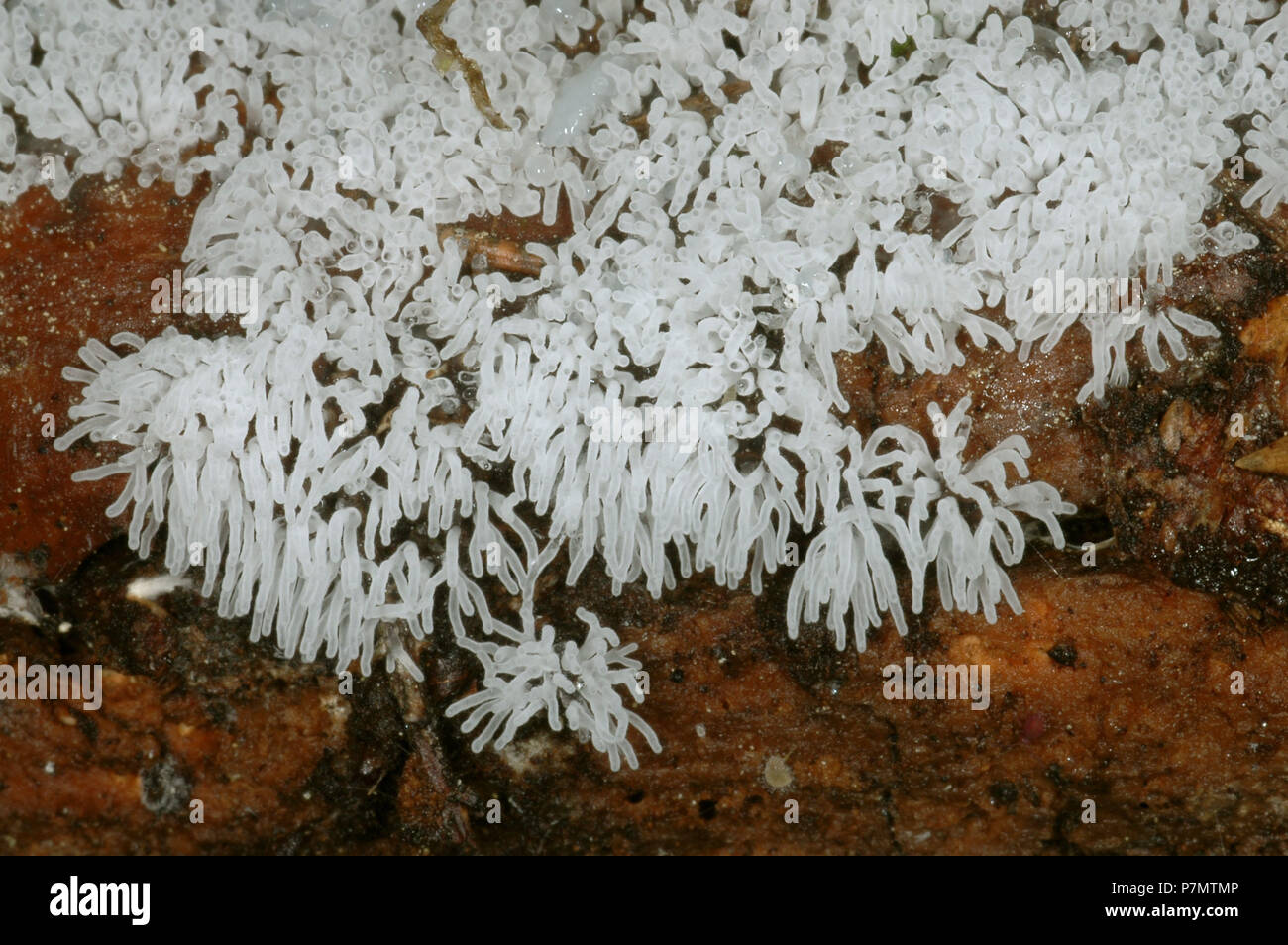 Plasmodium de myxomycetes Ceratiomyxa fruticulosa Foto de stock