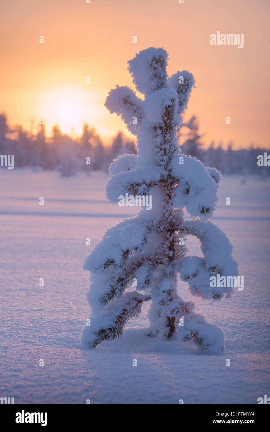 Atardecer en solitario arbusto enano congelado, región de Luosto, municipio de Sodankyla, Laponia, Finlandia Foto de stock