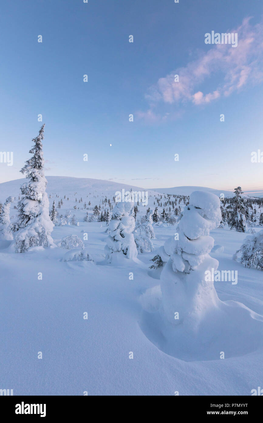 Arbusto enano congelado y árboles, Parque Nacional Pallas-Yllastunturi Muonio, Laponia, Finlandia Foto de stock