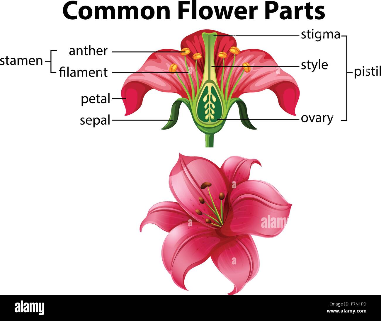 Partes de flores fotografías e imágenes de alta resolución - Alamy Partes de flores fotografías e imágenes de alta resolución - Alamy