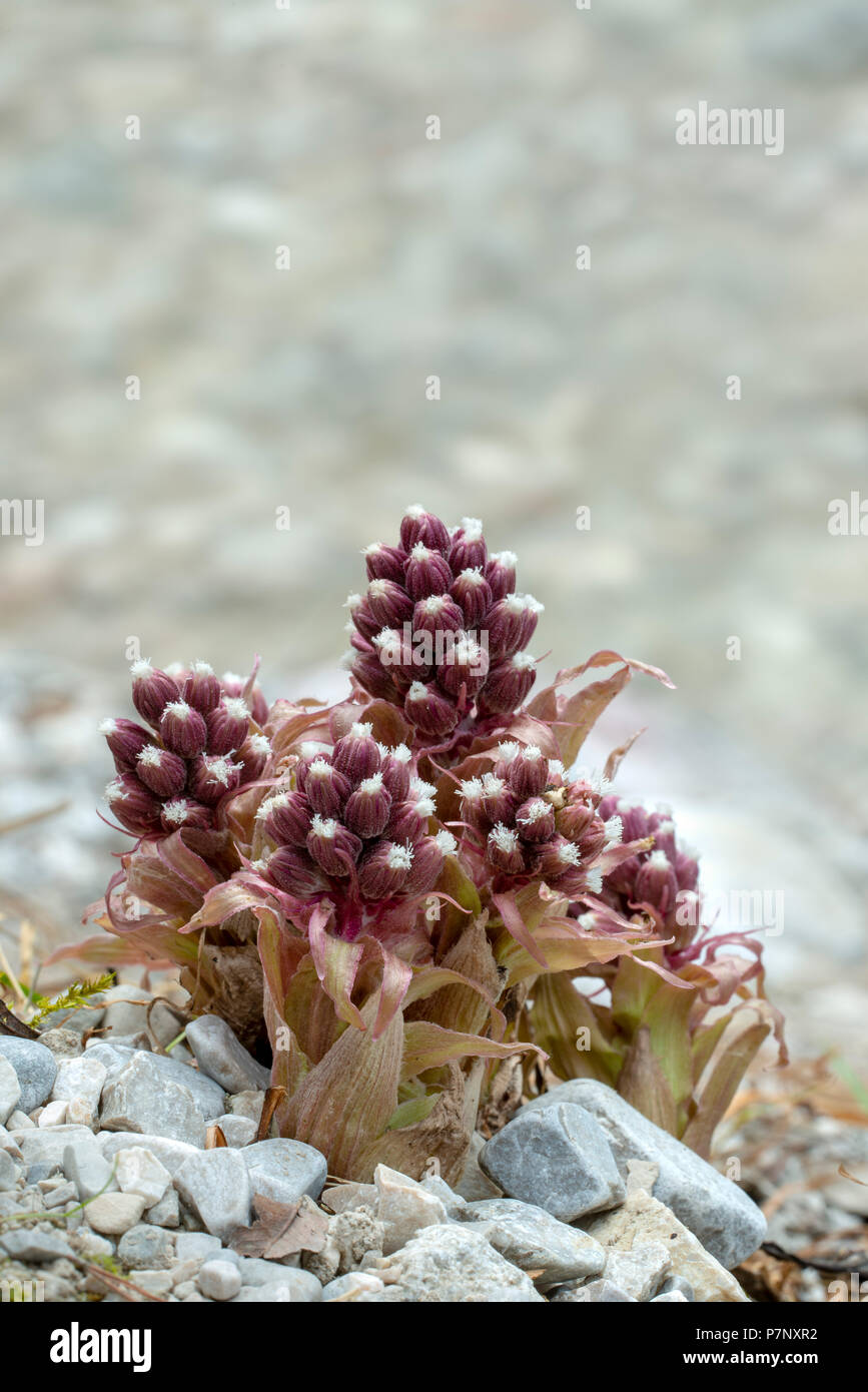 Butterbur (Petasites hybridus) crece sobre grava, Tirol, Austria Foto de stock