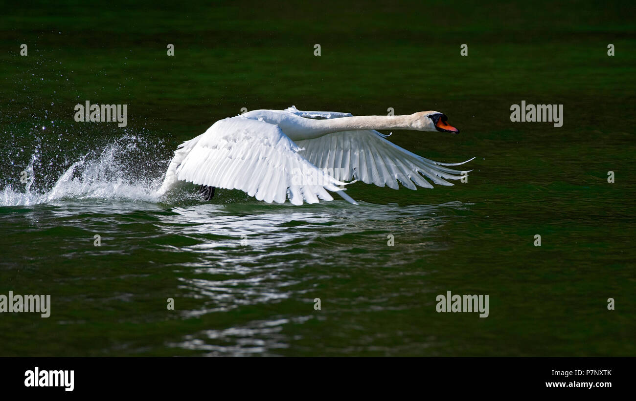 Cisne (Cygnus olor), macho a partir del agua, ver Reintaler, Tirol, Austria Foto de stock