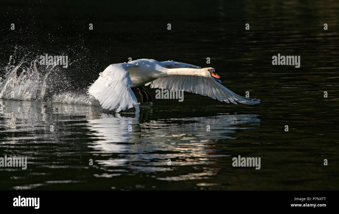 Cisne (Cygnus olor), macho a partir del agua, ver Reintaler, Tirol, Austria Foto de stock