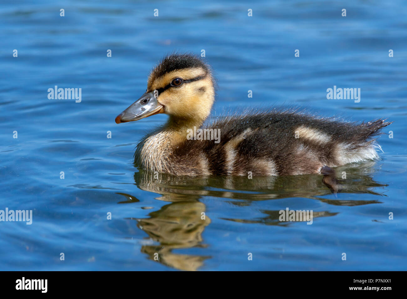 El ánade real (Anas platyrhynchos), chick nadando en el agua, el lago de Constanza, en Vorarlberg, Austria Foto de stock