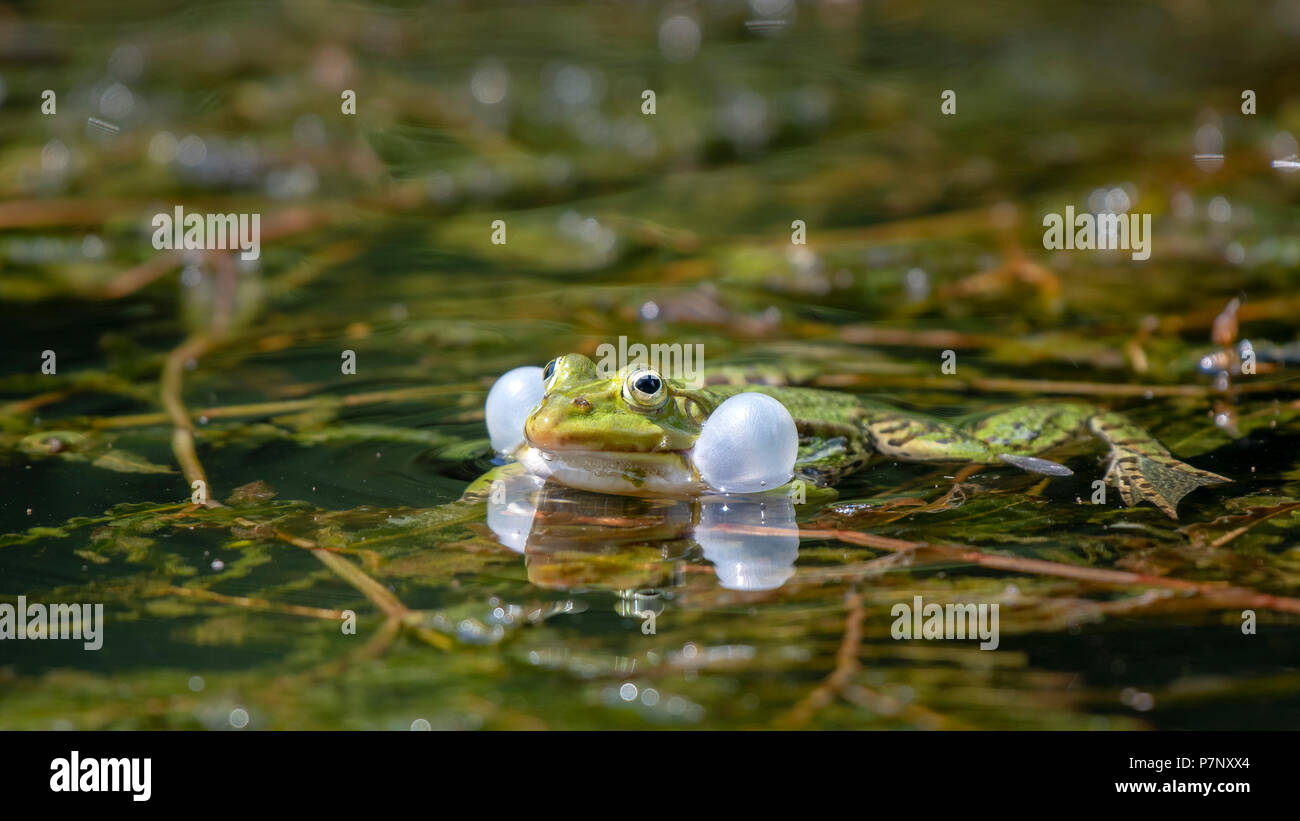 Rana Verde (Rana esculenta) con sonido infladas burbujas en el agua, Burgenland, Austria Foto de stock