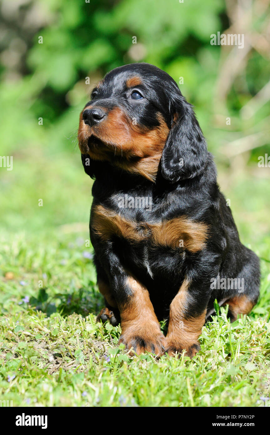 Gordon Setter, cachorro de 6 semanas, sentados en el prado Fotografía de  stock - Alamy