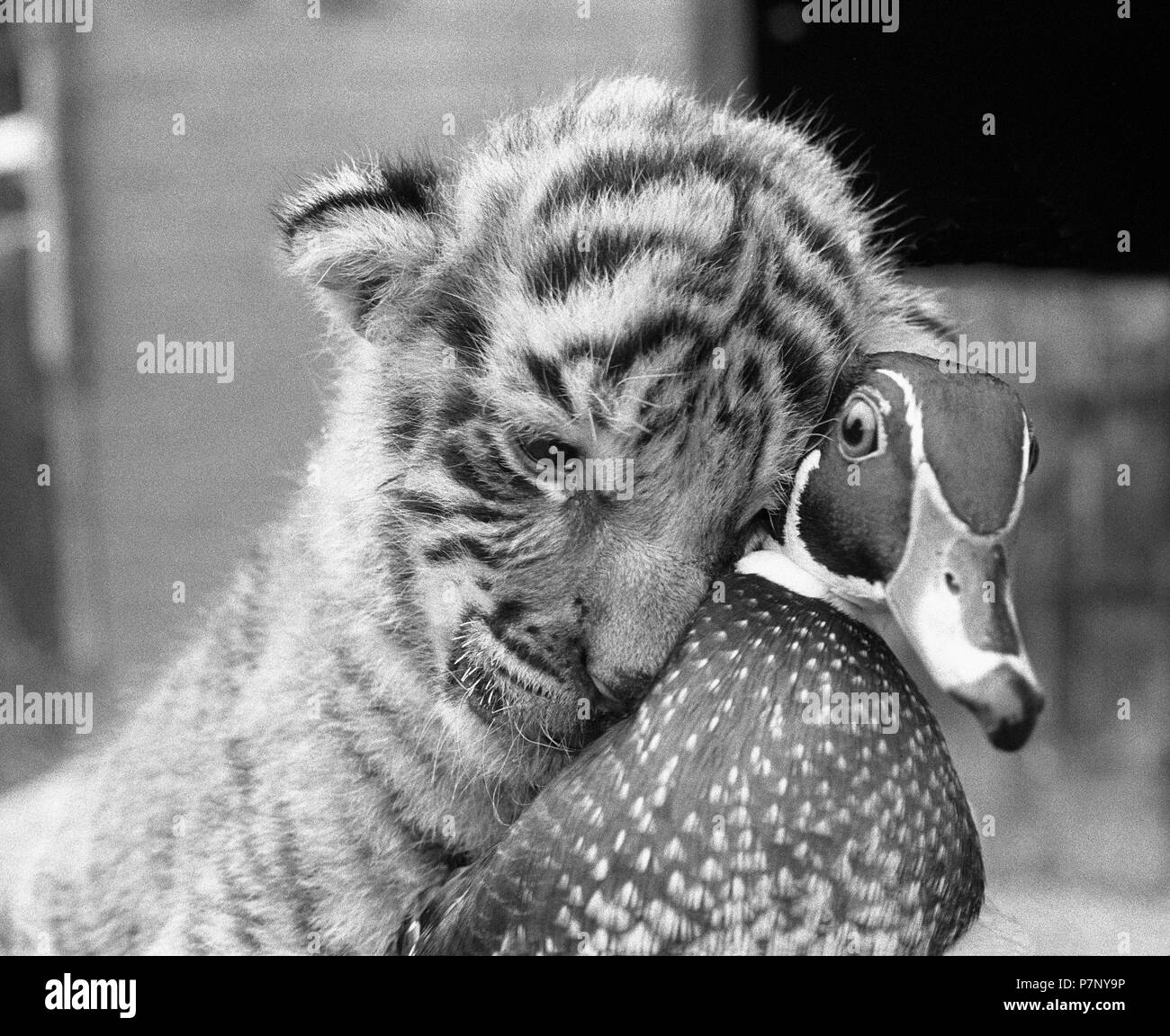 Tiger baby cuddles con pato, Inglaterra, Gran Bretaña Foto de stock