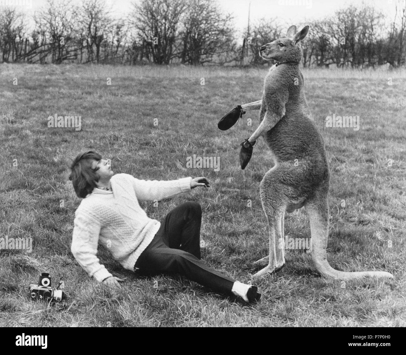 Kangaroo boxing Imágenes de stock en blanco y negro Alamy
