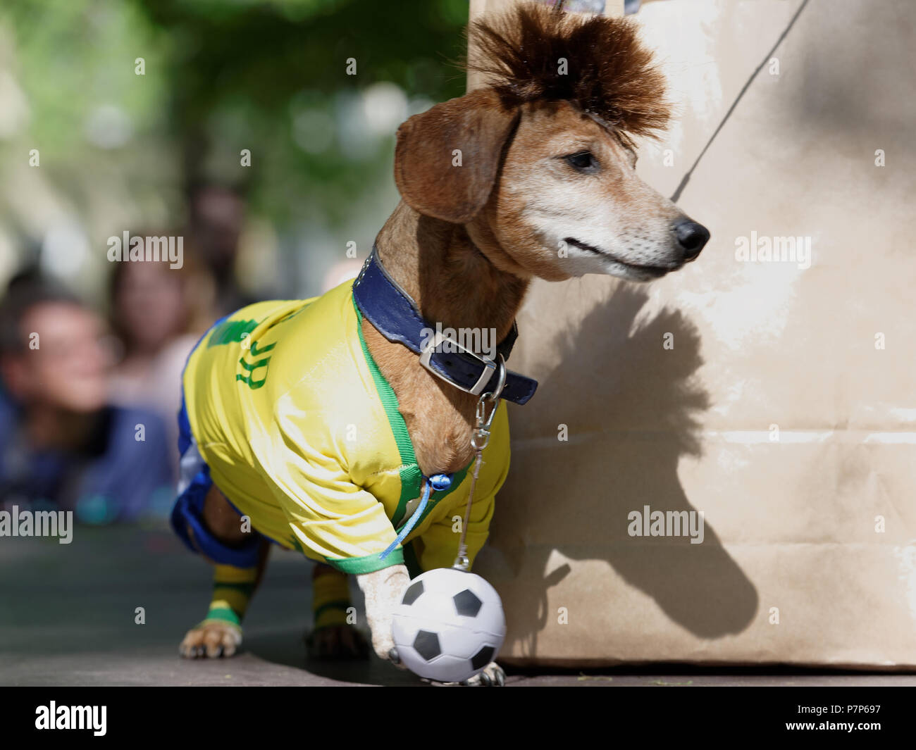 San Petersburgo, Rusia - 26 de mayo de 2018: Perro en traje de Brasil  selección nacional de fútbol jugador durante Teckel desfile. El tradicional  festival es TIM Fotografía de stock - Alamy