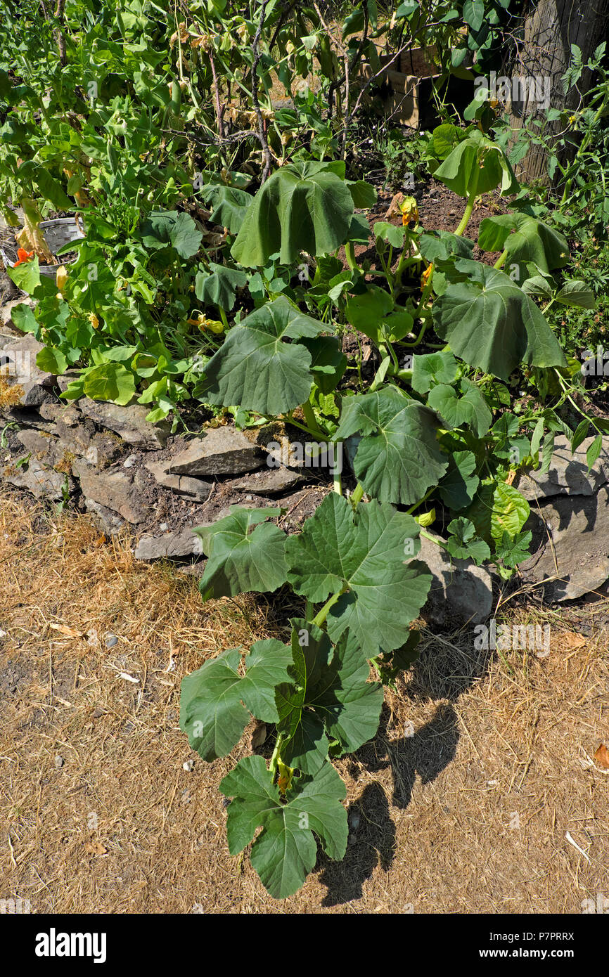 Plantas de clima caliente fotografías e imágenes de alta resolución - Alamy