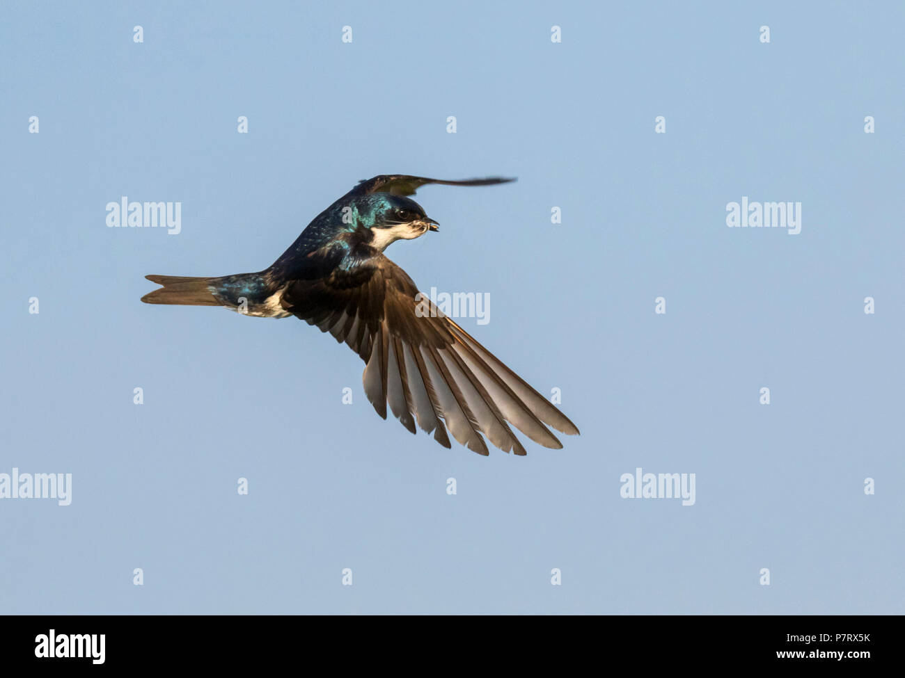 Tree swallow (Tachycineta bicolor) volando con los insectos en el pico, Iowa, EE.UU. Foto de stock