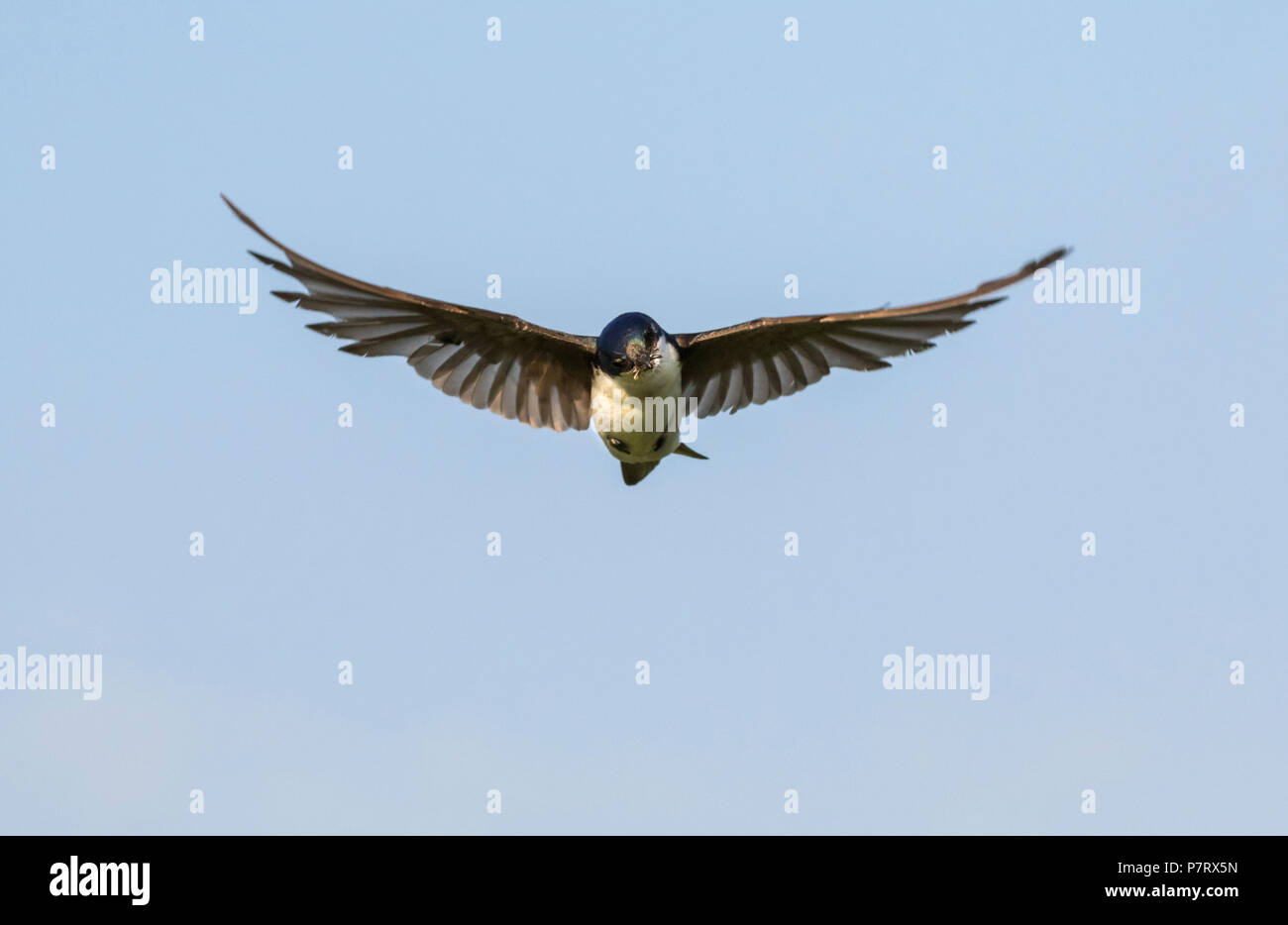 Tree swallow (Tachycineta bicolor) volando con los insectos en el pico, Iowa, EE.UU. Foto de stock
