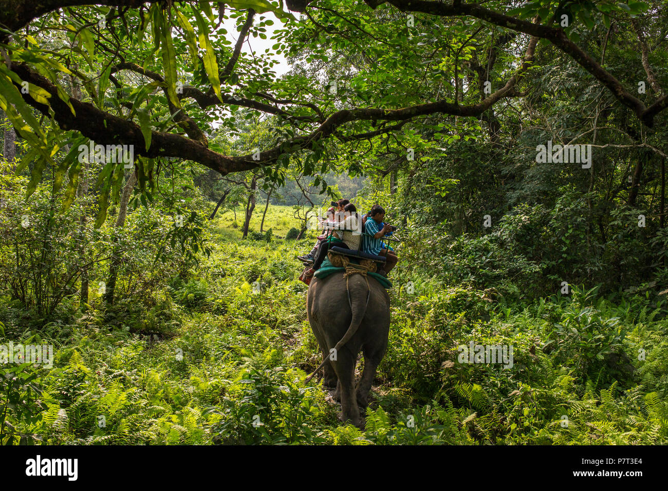 Jaldapara, India - 5 de mayo de 2017: Jaldapara Jaldapara Elephant Safari en el Parque Nacional. Foto de stock