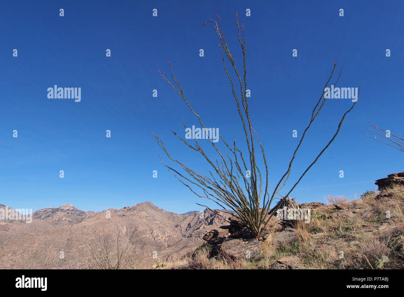 Blacketts ridge trail fotografías e imágenes de alta resolución Alamy