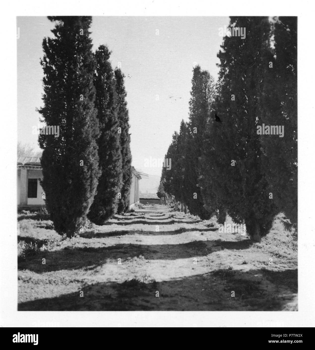 Persien, Schiraz (Schiras): Paisaje; Bäume alleeartig aufgereiht. Desde 1933 hasta 1934 78 CH-NB - Persien, Schiraz (Schiras)- Paisaje - Annemarie Schwarzenbach - SLA-Schwarzenbach-5-04-219-Una Foto de stock