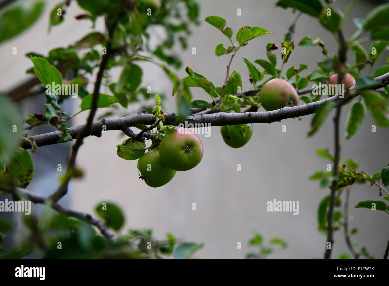 Crisp frescas manzanas verdes orgánicos crecen en el árbol en Europa Foto de stock