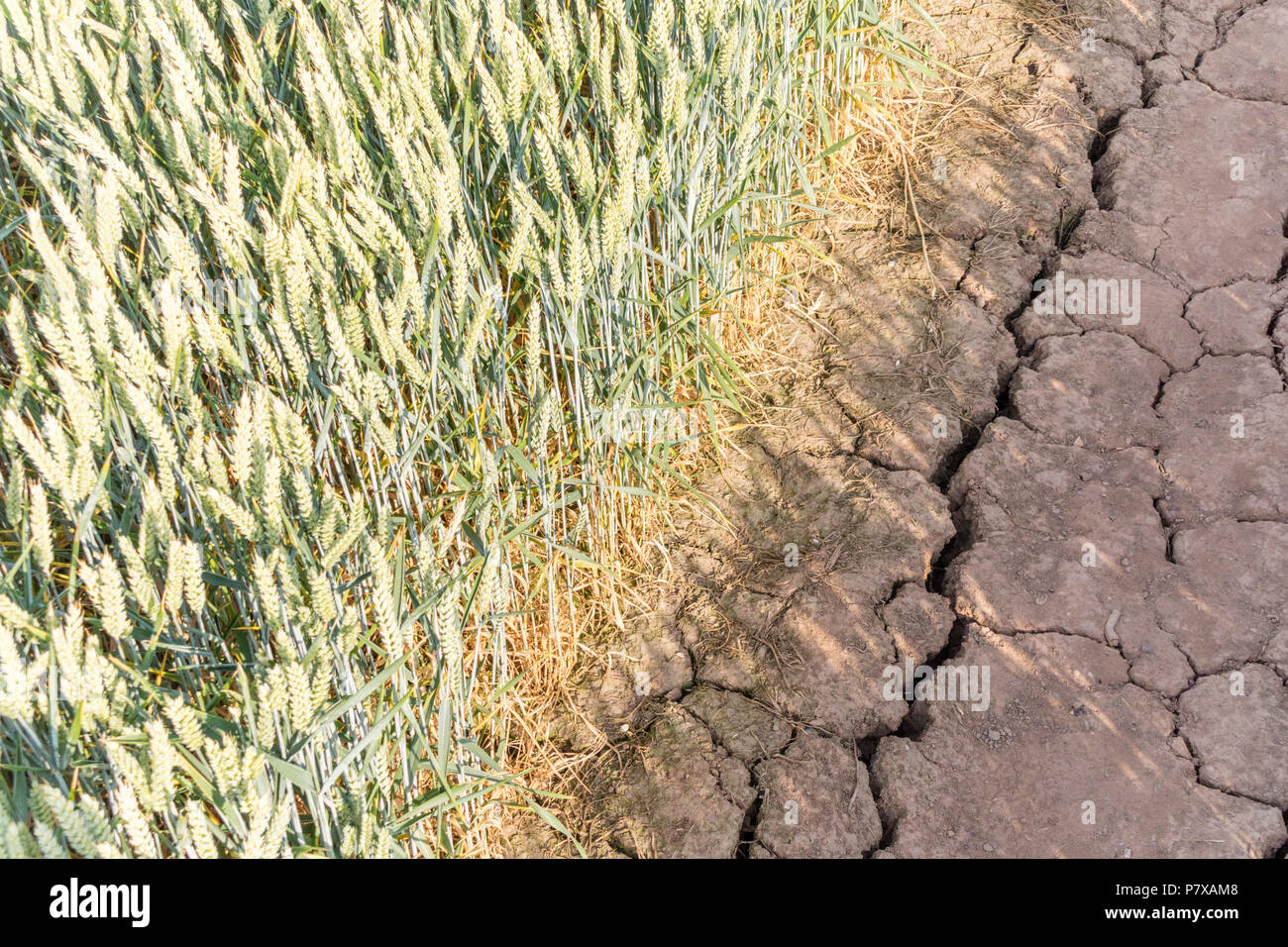 Julio de 2018 sequía estival en una acera pública en un campo de trigo, Inglaterra, Reino Unido, Inglaterra, Reino Unido. Foto de stock