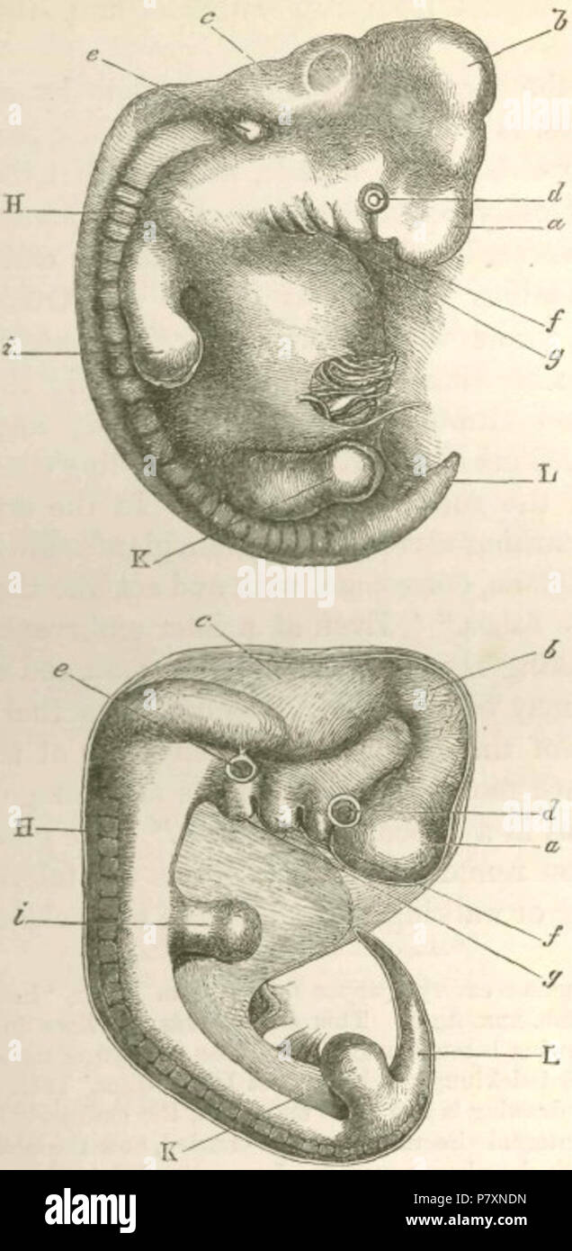 Xilografía representando la apariencia similar de un embrión humano  (superior) y un embrión de perro (parte inferior), de Charles Darwin, la  Caída del Hombre (1871). Título original: Fig. 1.-figura superior embrión  humano,