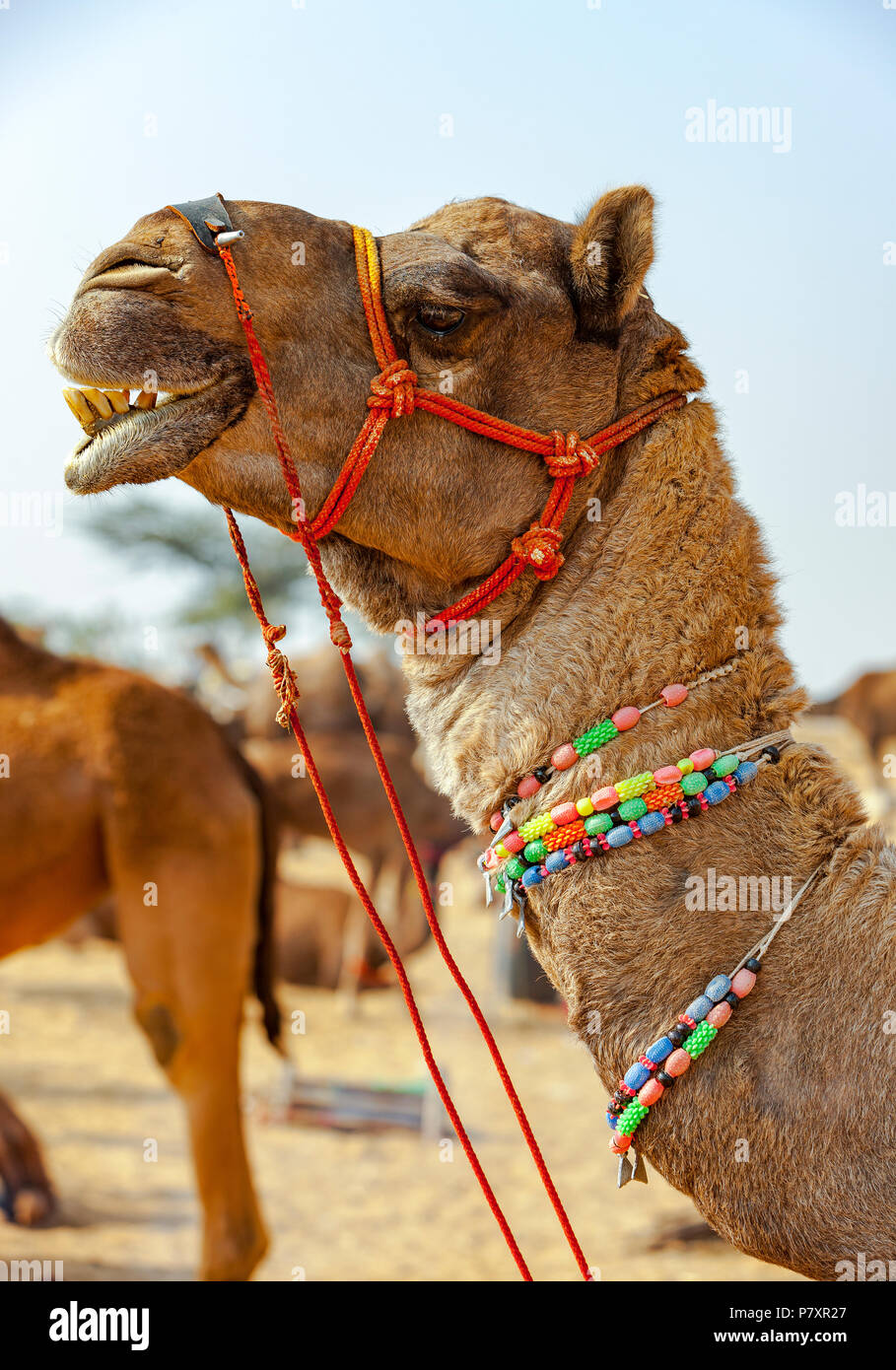 Decorado en el camello de Pushkar Pushkar fair (MELA) - Rajasthan, India, Asia Foto de stock