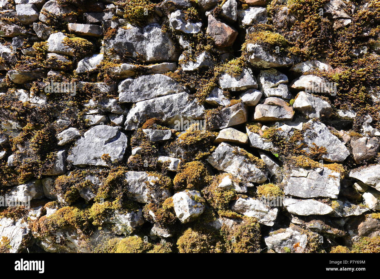 Un muro de piedra seca cubierta de líquenes a Trow Gill quebrada al pie de la montaña Ingleborough y uno de los tres picos desafío rutas a la cumbre. Foto de stock