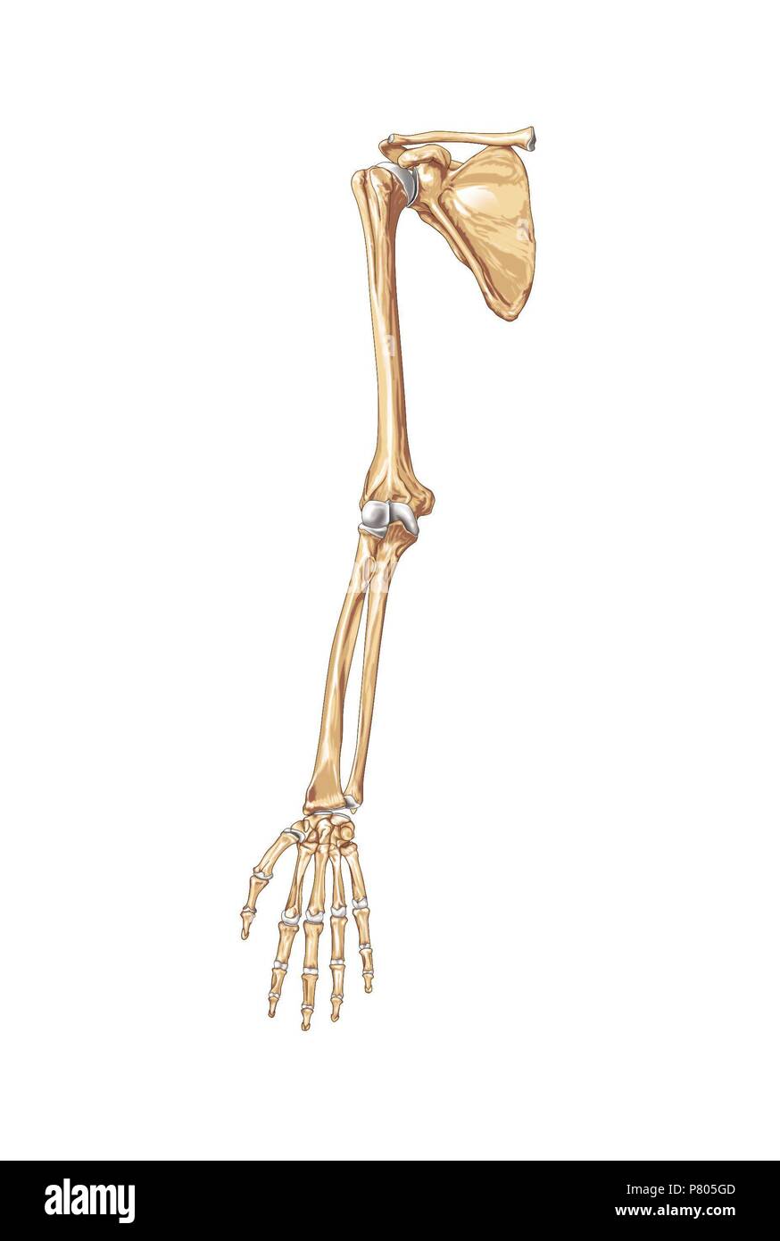 Los huesos de las extremidades superiores Fotografía de stock - Alamy