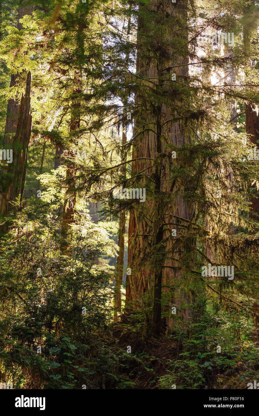 Redwood National Forest Foto de stock