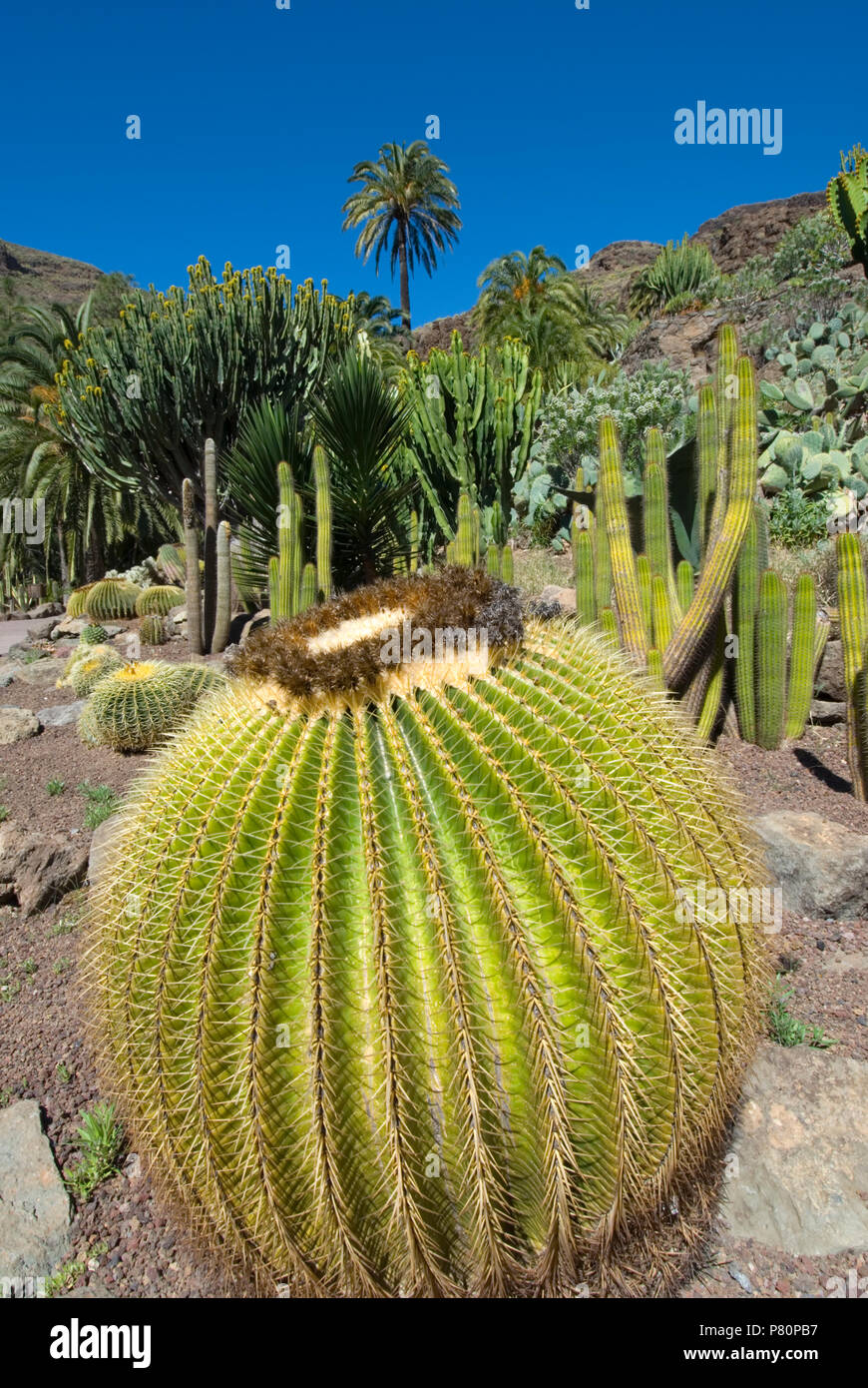 Jardín de Cactus en el Parque Palmitos Foto de stock