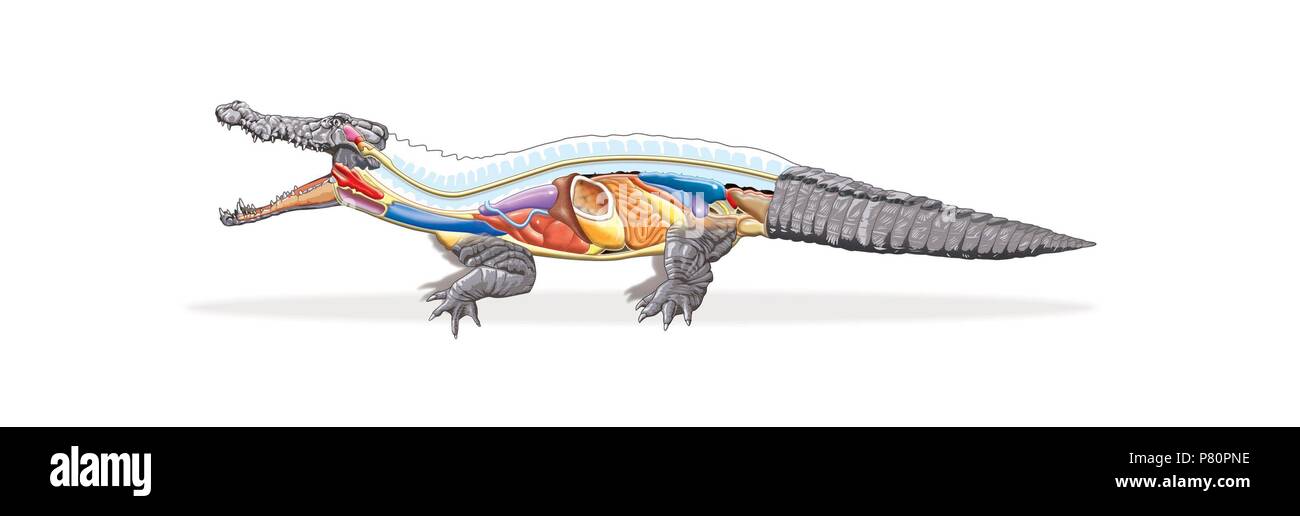 Anatomía de cocodrilo Fotografía de stock - Alamy