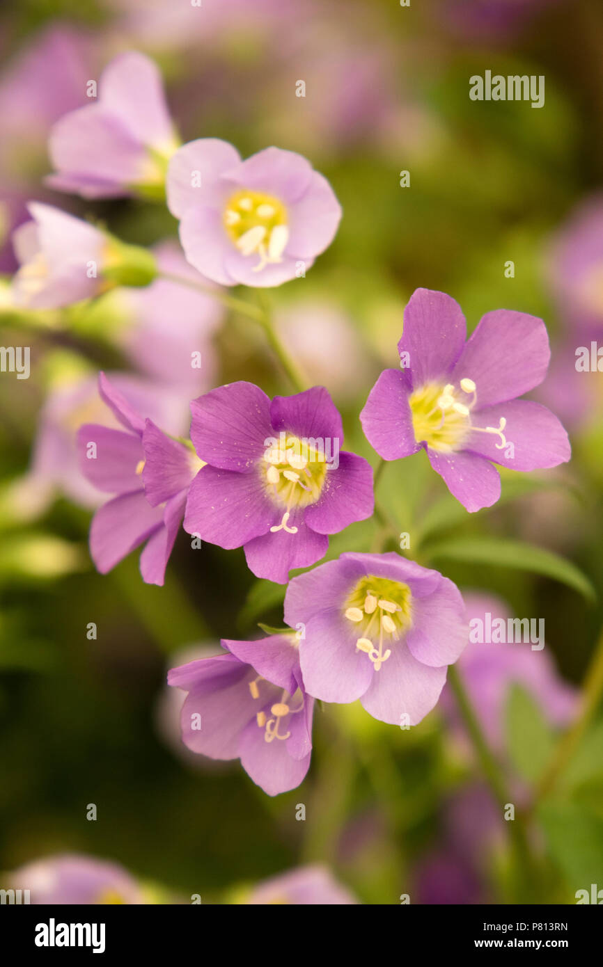 "Malva Lambrook Polemonium' Foto de stock