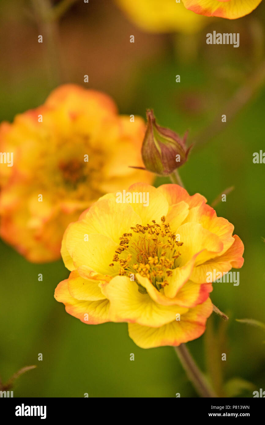 "Geum Alabama Slammer" Foto de stock