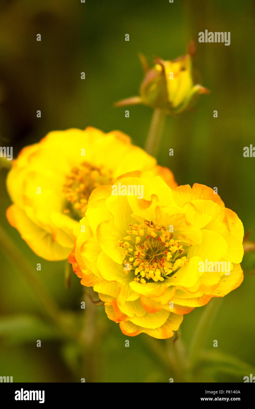 "Geum Alabama Slammer" Foto de stock