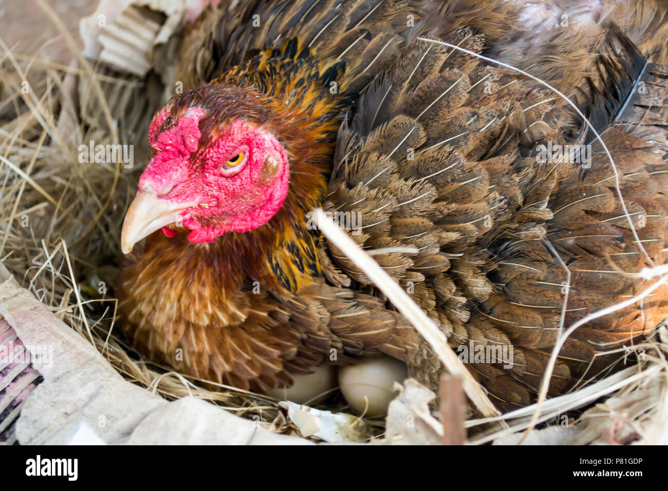 Brown gallinas incubar en la granja. Foto de stock