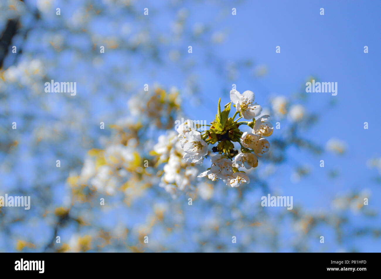 Cerezos en flor blanca en pantalla completa como Primavera Verano gira Foto de stock