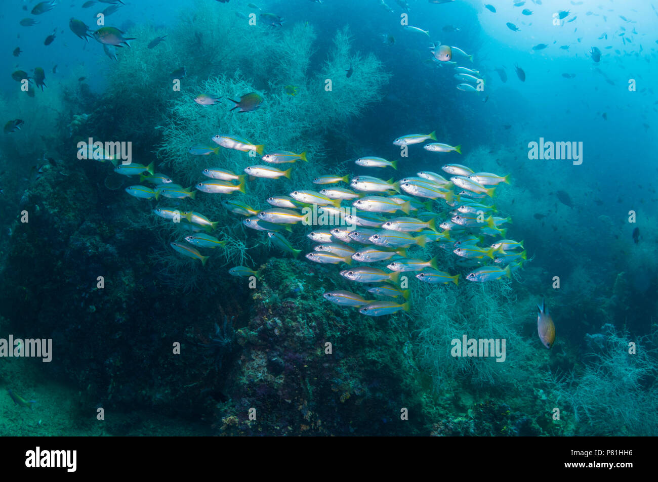Paisaje de arrecifes de coral con el patudo [pargos Lutjanus lutjanus] [y el coral negro Antipathes dichotoma] . Papúa Occidental, Indonesia. Foto de stock