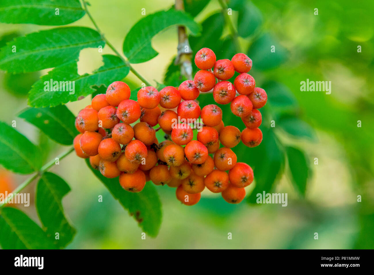 Un puñado de frutos de Montaña Roja ceniza. Rowan bayas, el fresno de  montaña (Sorbus) árbol con bayas maduras Fotografía de stock - Alamy