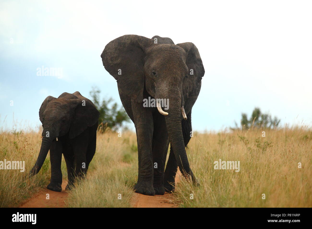 Madre Elefante y la pantorrilla viniendo hacia nosotros en Masai Mara, Kenya Foto de stock