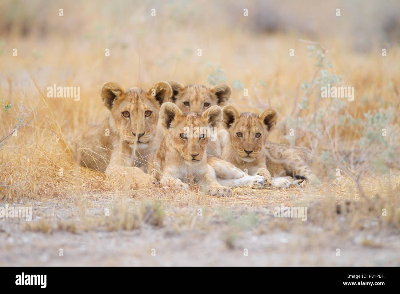 Cute cachorros de león a los hermanos en desierto Etosha Foto de stock