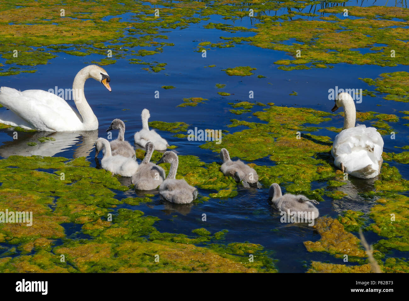 Swan con jóvenes, Holanda Foto de stock
