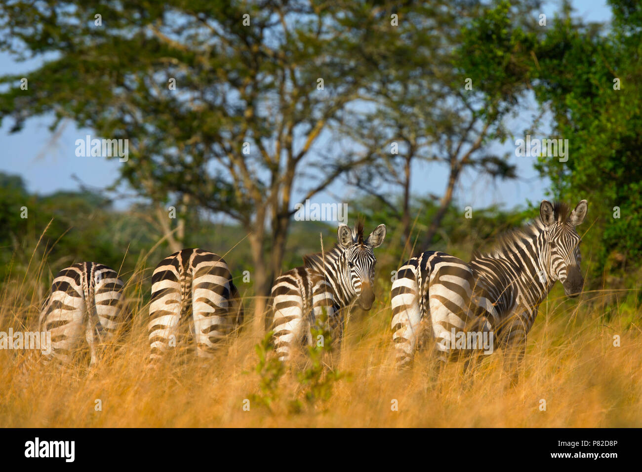 Zebra Equus quagga, cebras, en el Parque Nacional del Lago Mburo, Uganda, África Oriental Foto de stock