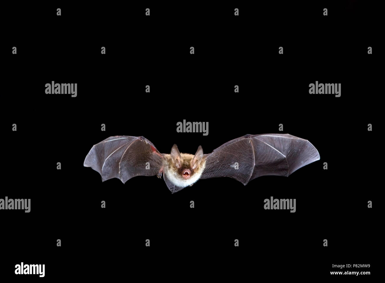 Bechsteins Vleermuis de Bechstein vlucht; los murciélagos en vuelo Foto de stock