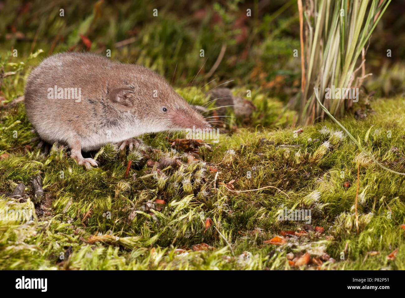 Huisspitsmuis op de grond; mayor la musaraña de dientes blancos en el suelo Foto de stock