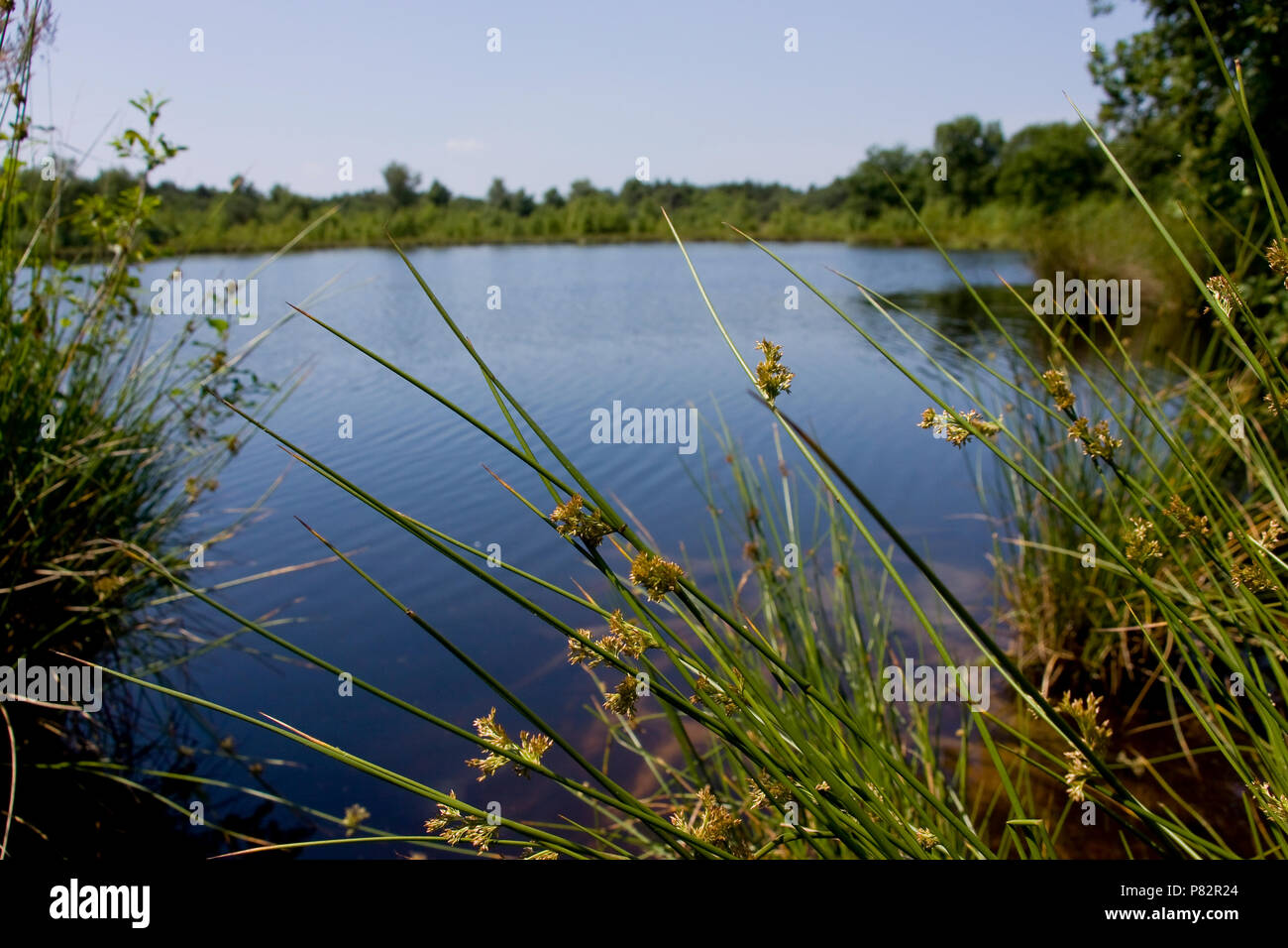 Ven en bos bij Havelte; Bosque lago en Havelte Foto de stock