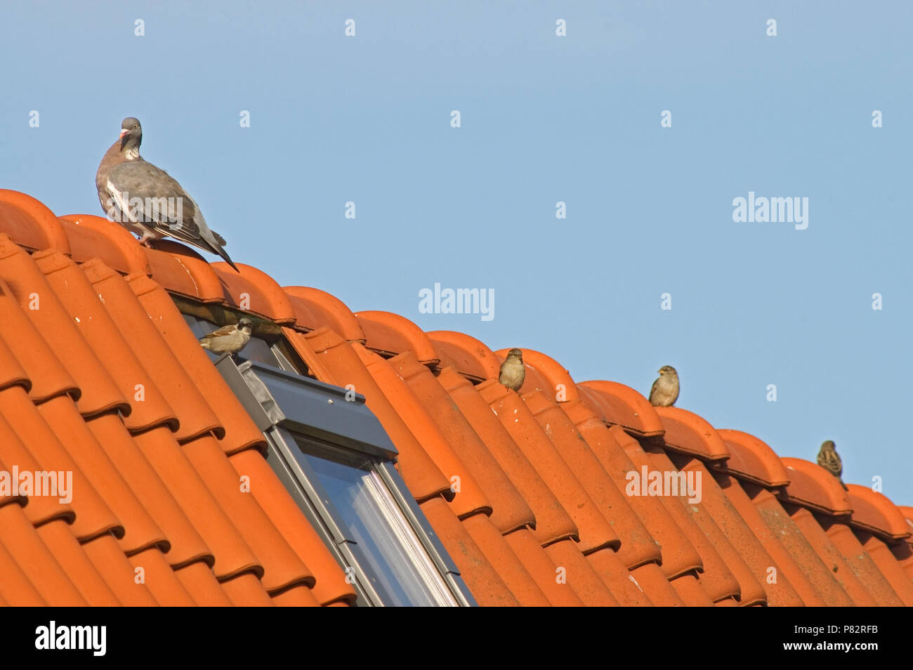Gorrión y la Paloma Torcaz encaramado sobre el tejado de una casa; en Houtduif Huismus zittend op dak van een huis Foto de stock