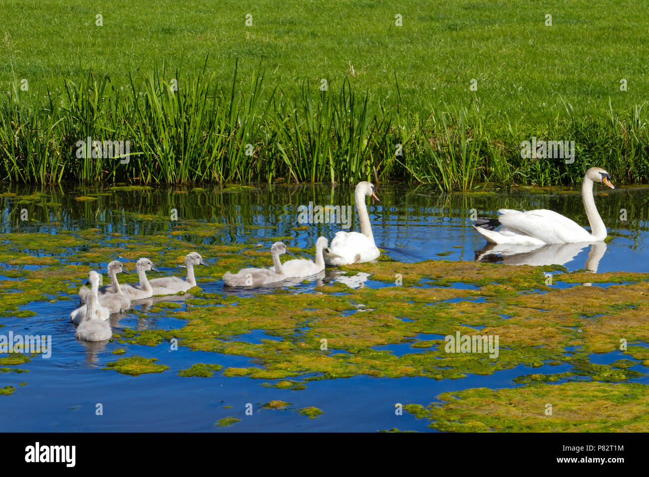 Swan con jóvenes, Holanda Foto de stock