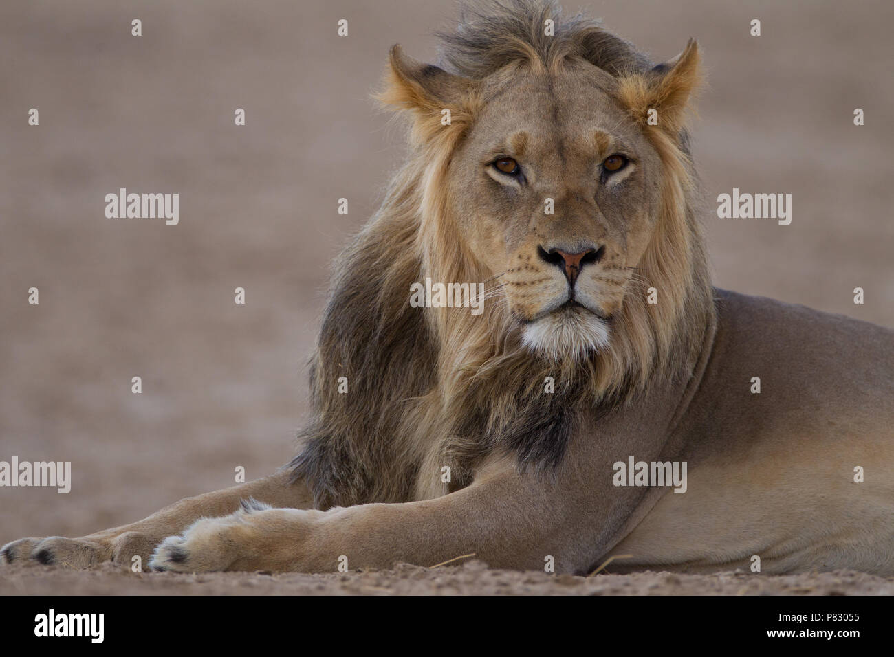 Negro macho joven juvenil aguarï lion retrato en el desierto de Kalahari Kgalagadi Transfortier Wilderness Park Foto de stock